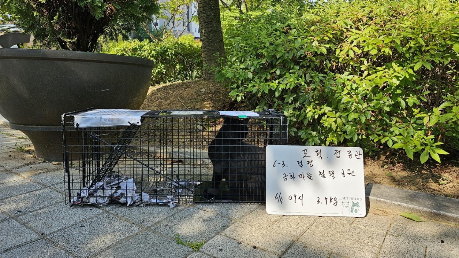 보호중동물사진 공고번호-서울-금천-2024-00109
