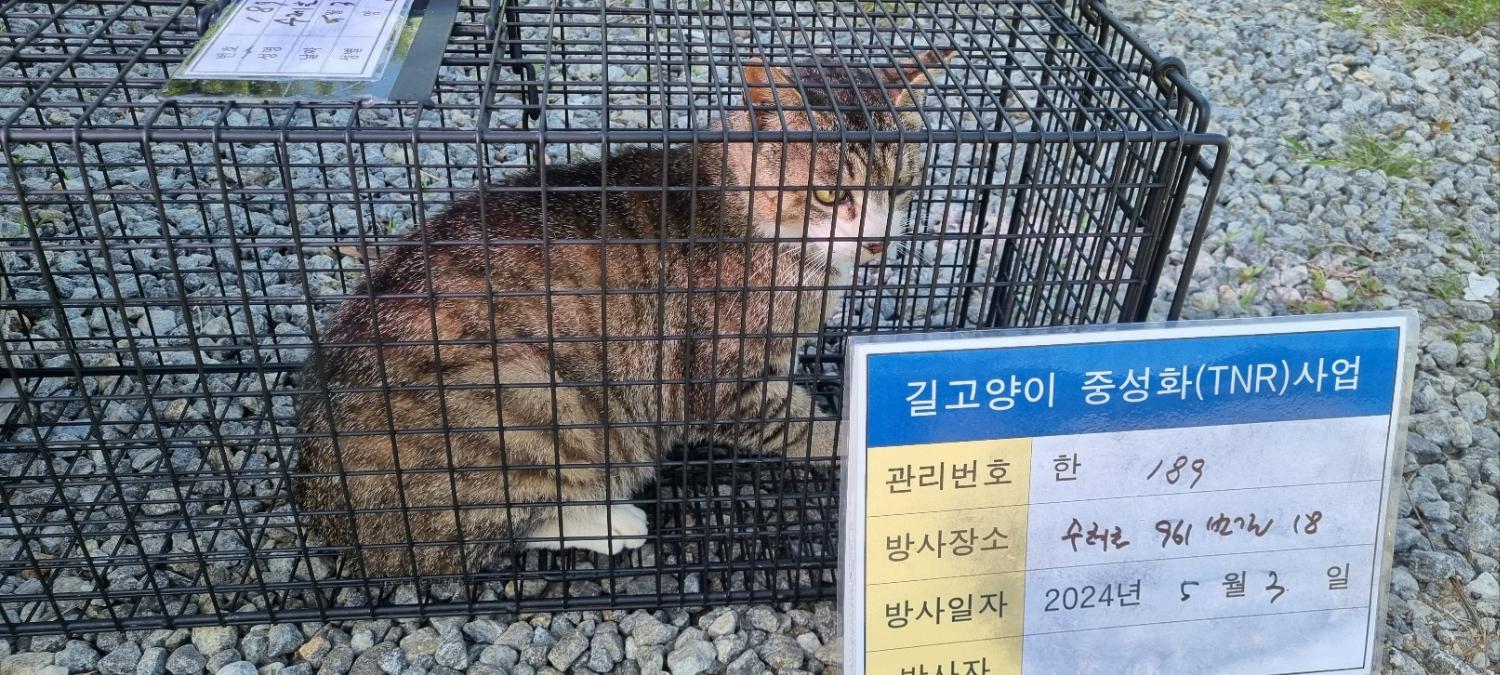 보호중동물사진 공고번호-경기-남양주-2024-00966