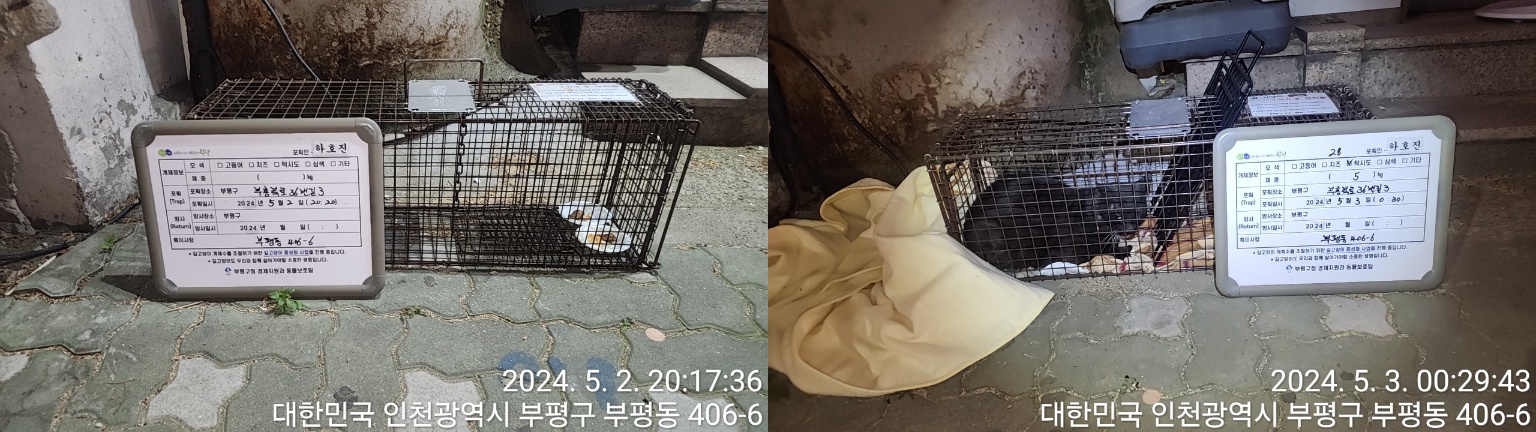보호중동물사진 공고번호-인천-부평-2024-00094