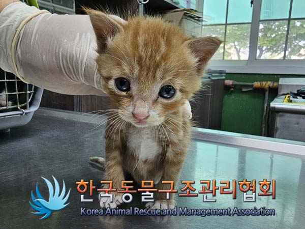 공고 번호가 경기-김포-2024-00277인 한국 고양이 동물 사진  