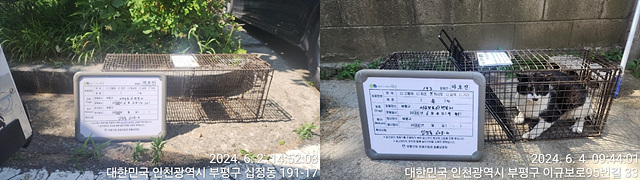 보호중동물사진 공고번호-인천-부평-2024-00255