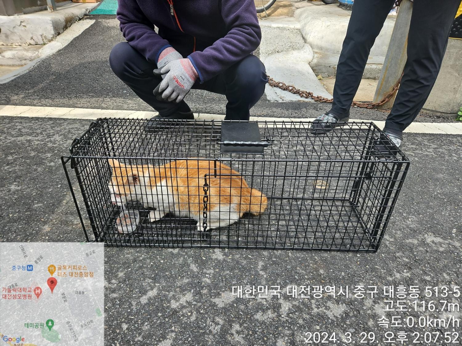 보호중동물사진 공고번호-대전-중구-2024-00015