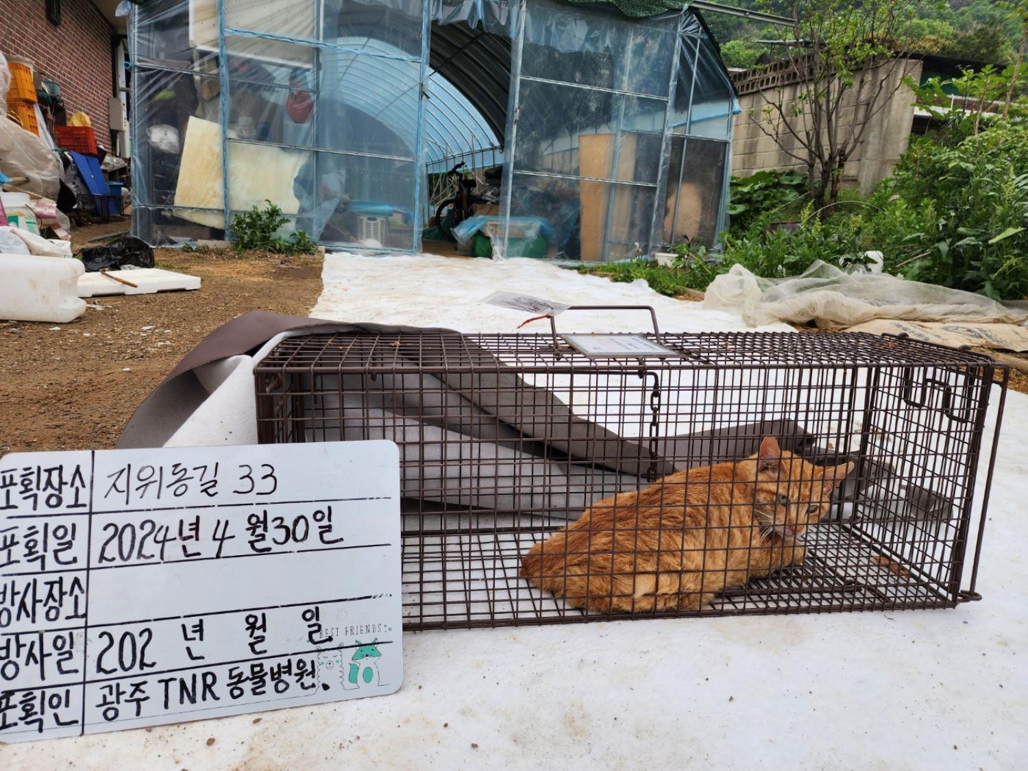 보호중동물사진 공고번호-경기-광주-2024-00680