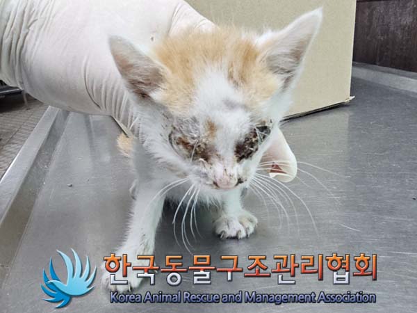 공고 번호가 경기-동두천-2024-00088인 한국 고양이 동물 사진  