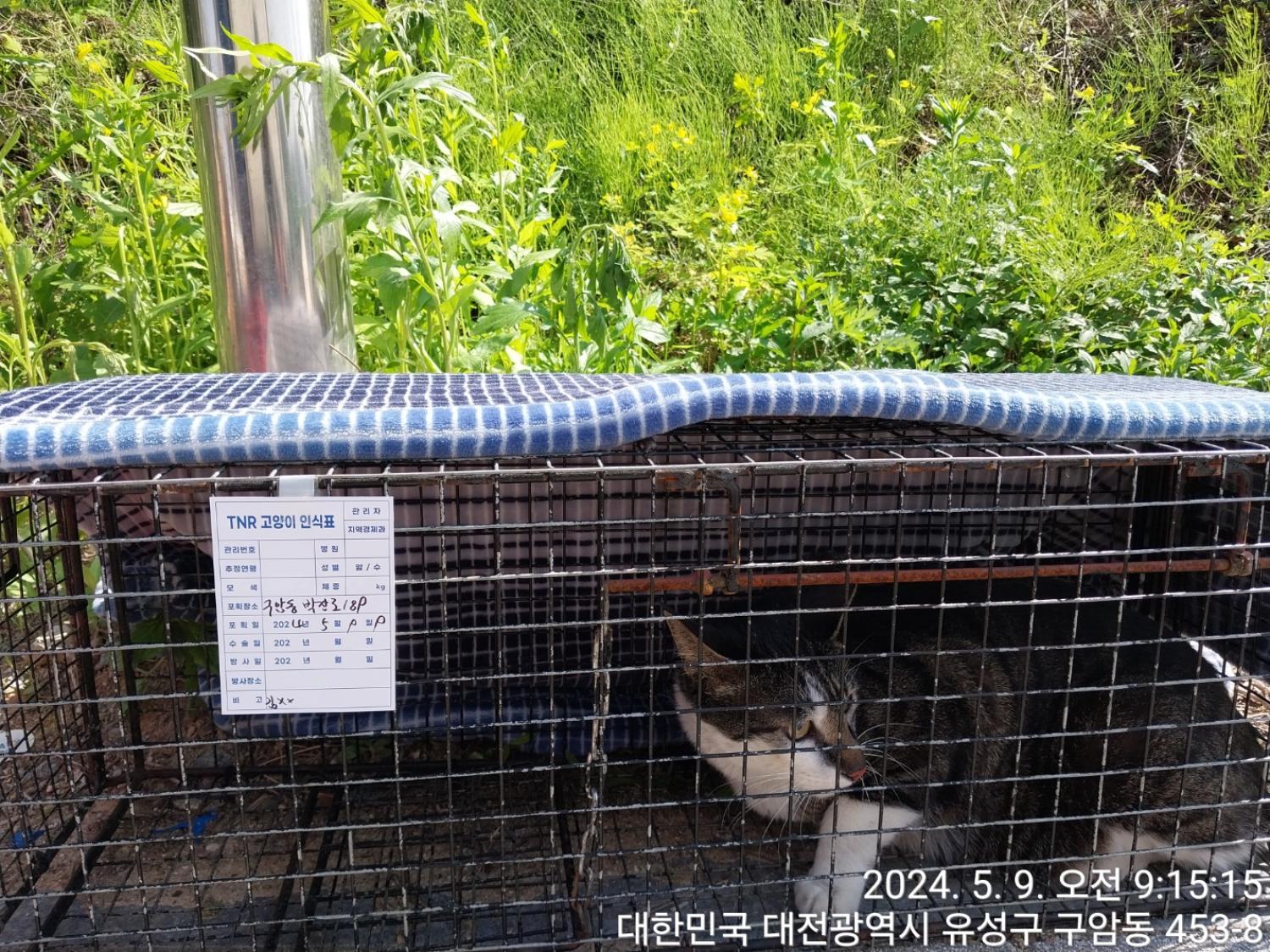 보호중동물사진 공고번호-대전-유성-2024-00196