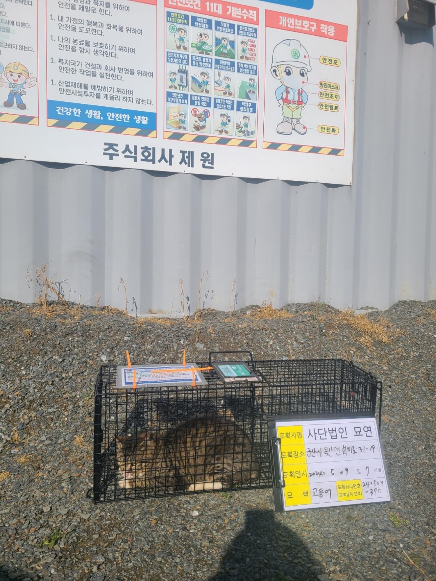 보호중동물사진 공고번호-전북-군산-2024-00375