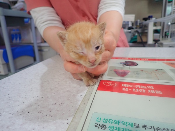 공고 번호가 대구-달성-2024-00215인 한국 고양이 동물 사진  