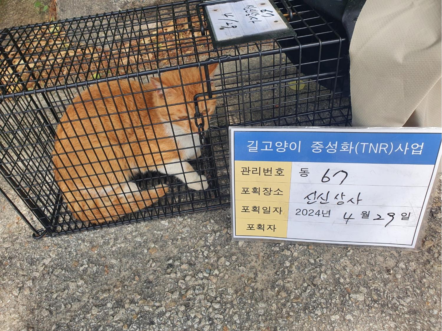 보호중동물사진 공고번호-경기-남양주-2024-00910