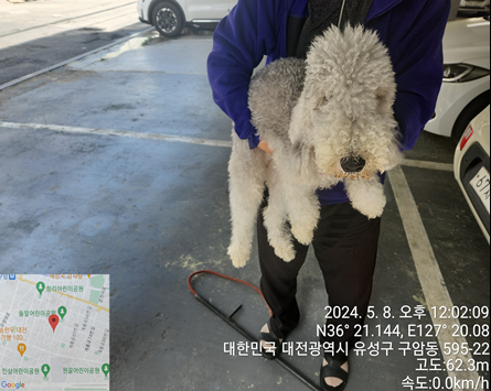 공고 번호가 대전-유성-2024-00138인 베들링턴 테리어 동물 사진  