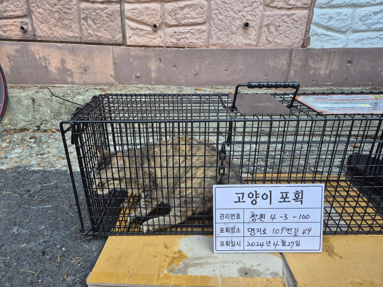 보호중동물사진 공고번호-경남-창원-2024-00460