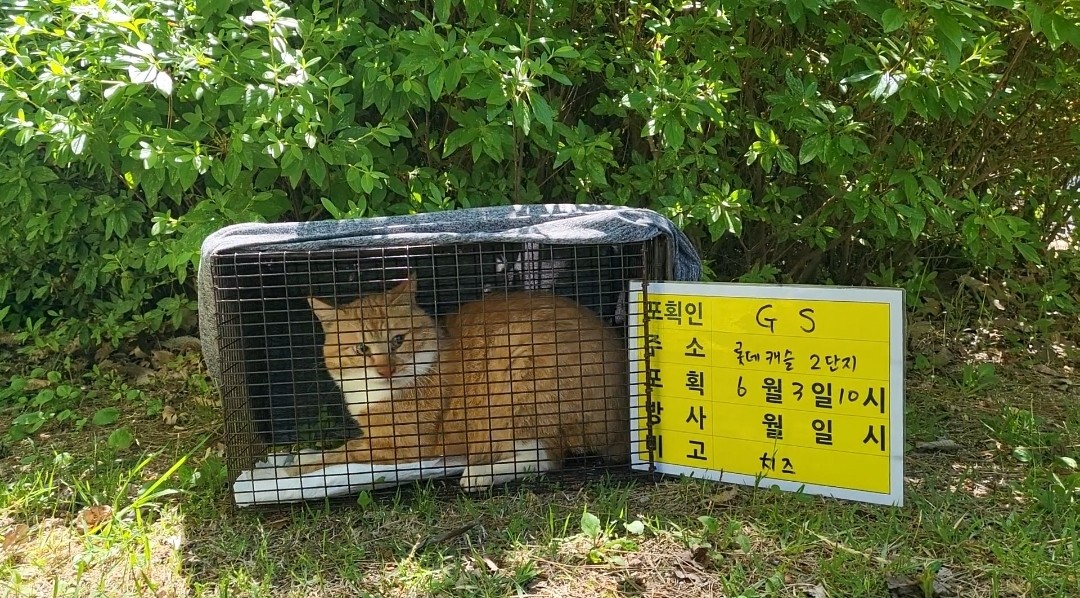 보호중동물사진 공고번호-경기-의정부-2024-00363