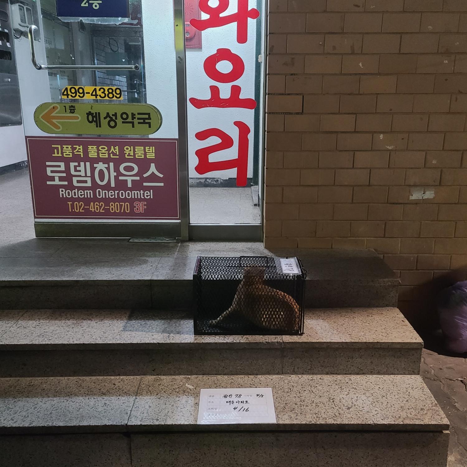 보호중동물사진 공고번호-서울-광진-2024-00138