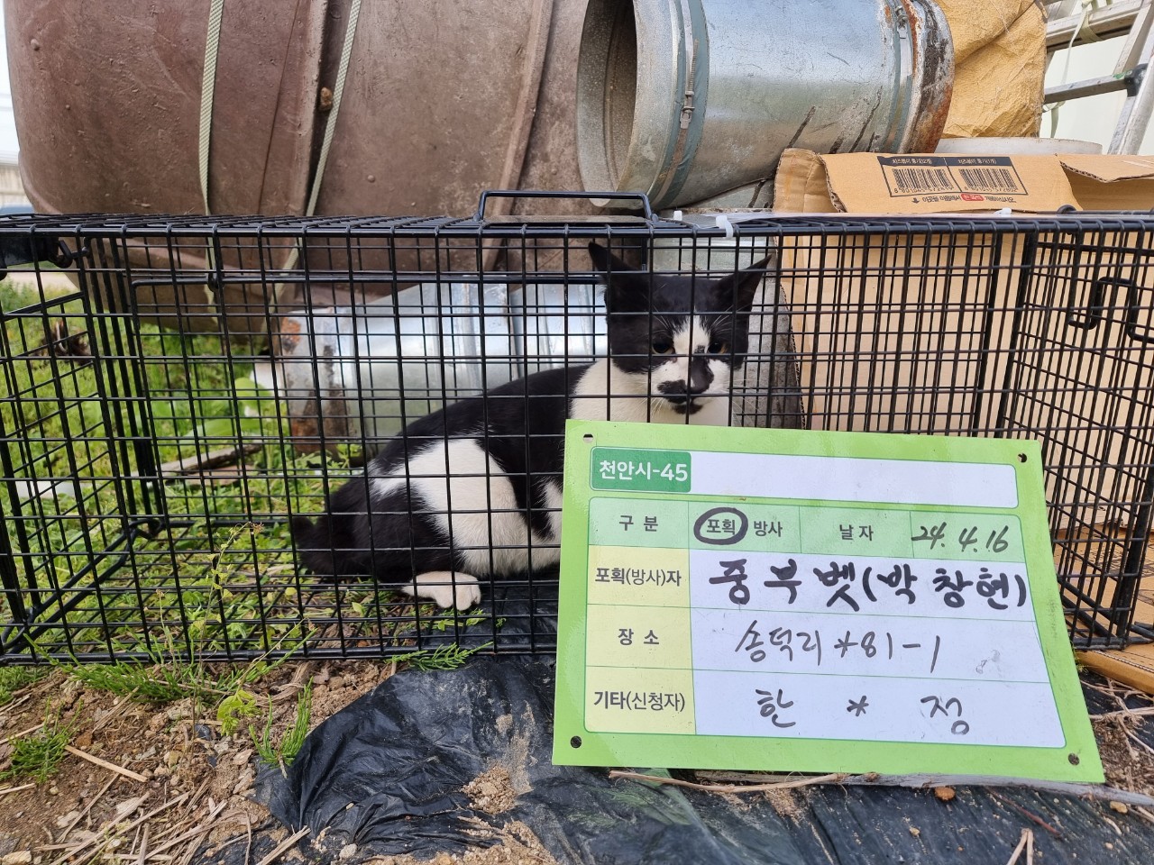 보호중동물사진 공고번호-충남-천안-2024-00452