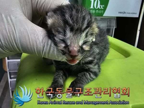 공고 번호가 서울-서대문-2024-00034인 한국 고양이 동물 사진  