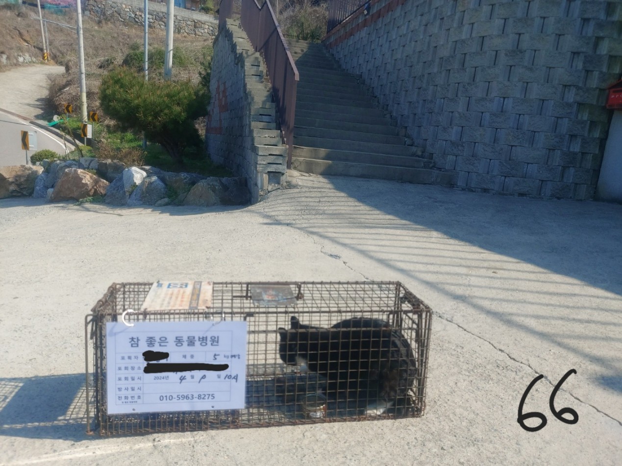 보호중동물사진 공고번호-경기-양평-2024-00361