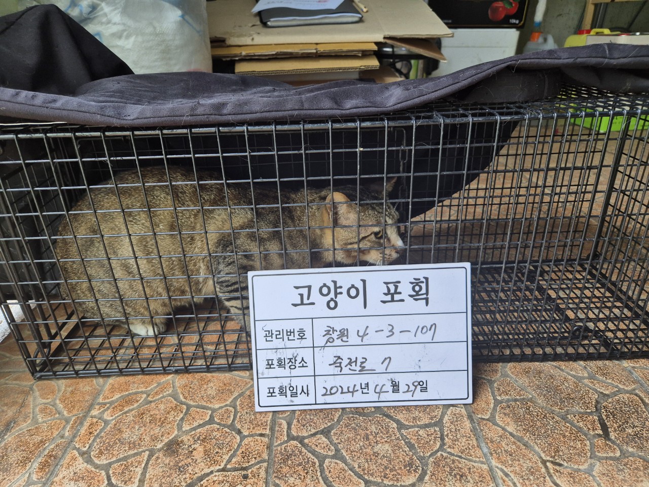 보호중동물사진 공고번호-경남-창원-2024-00467