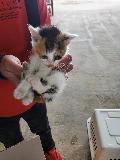 공고 번호가 경기-평택-2024-00587인 한국 고양이 동물 사진