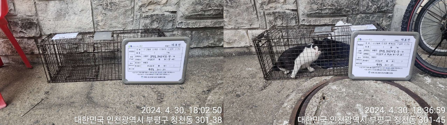 보호중동물사진 공고번호-인천-부평-2024-00078