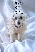 보호중동물사진 공고번호-경북-성주-2023-00167