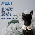 공고 번호가 경북-성주-2024-00153인 믹스견 동물 사진