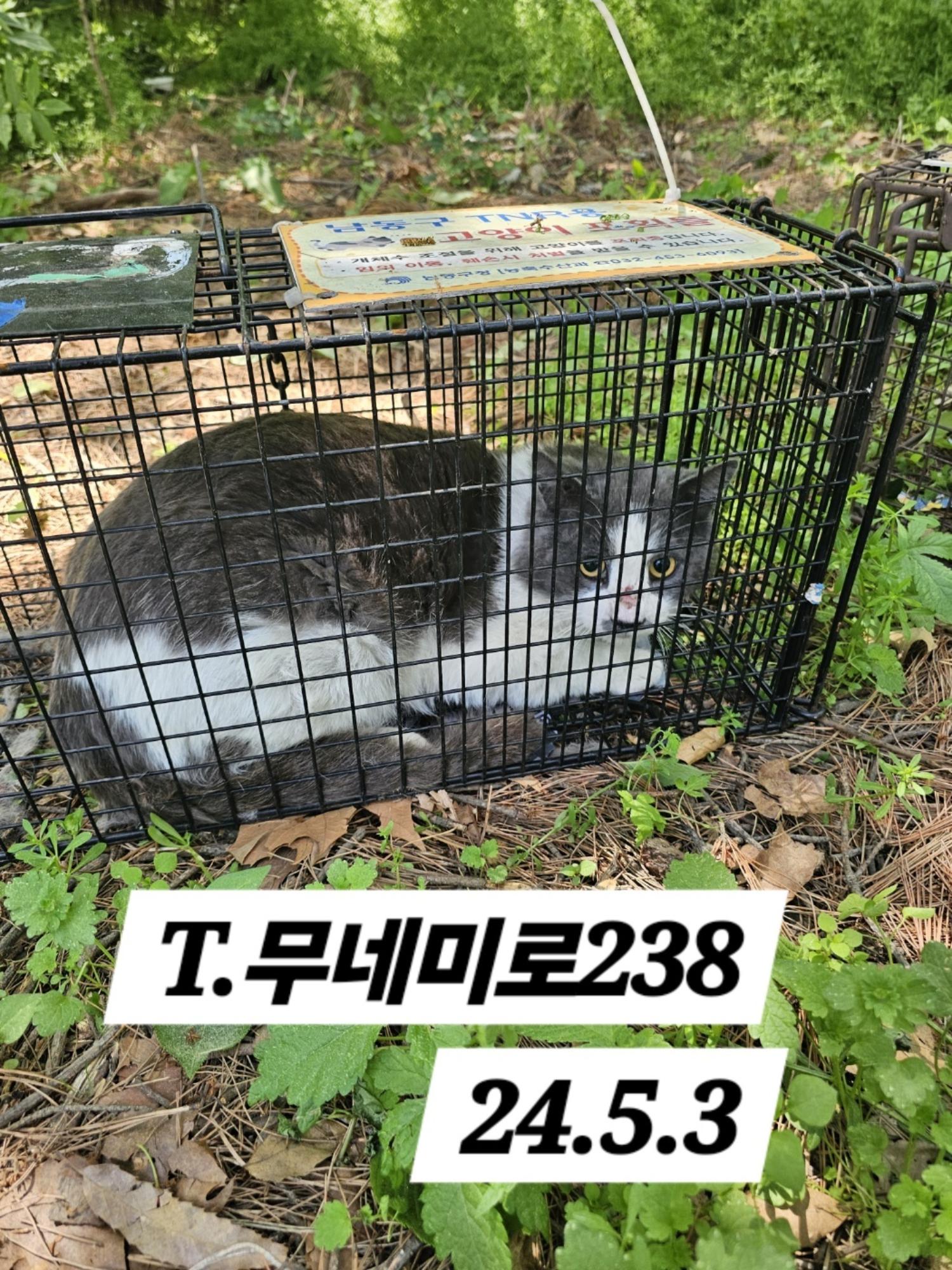 보호중동물사진 공고번호-인천-남동-2024-00273