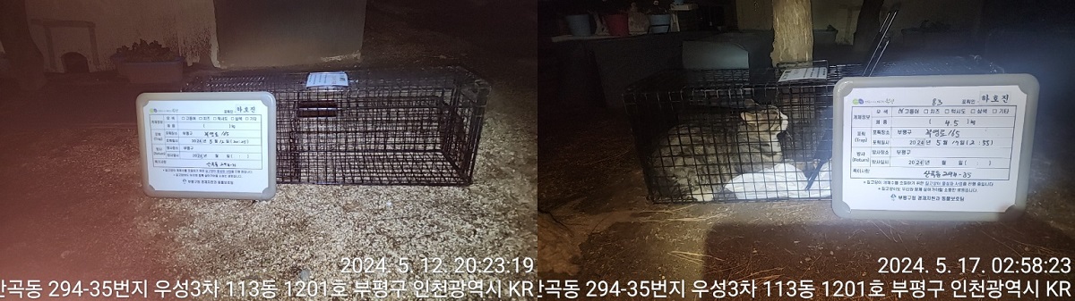 보호중동물사진 공고번호-인천-부평-2024-00143