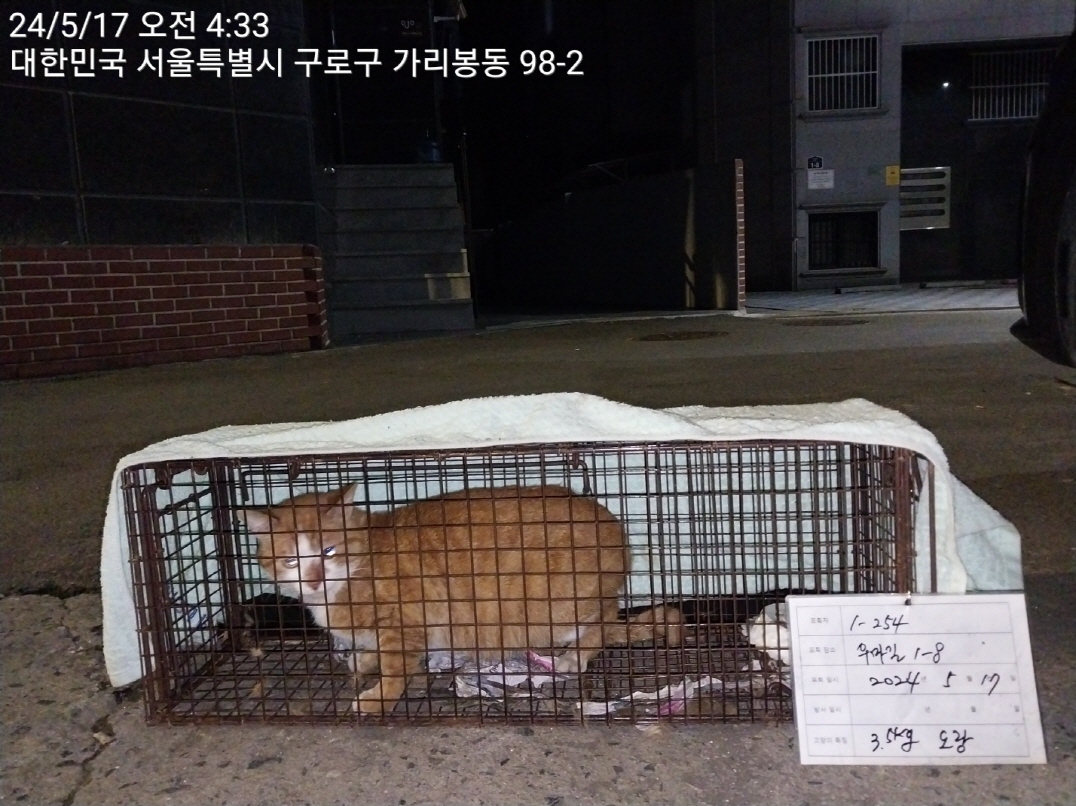 보호중동물사진 공고번호-서울-구로-2024-00193