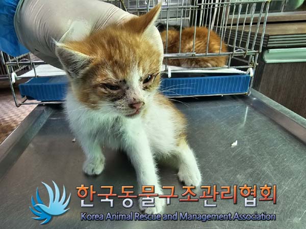 공고 번호가 서울-종로-2024-00050인 한국 고양이 동물 사진  