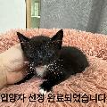 공고 번호가 대구-수성-2024-00204인 한국 고양이 동물 사진