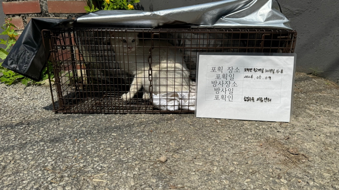 보호중동물사진 공고번호-경기-광주-2024-00737