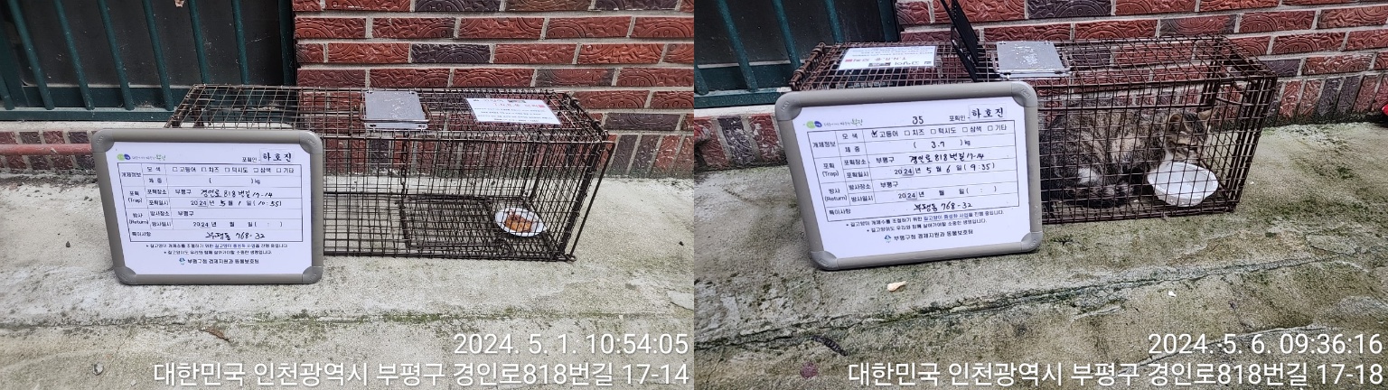 보호중동물사진 공고번호-인천-부평-2024-00101