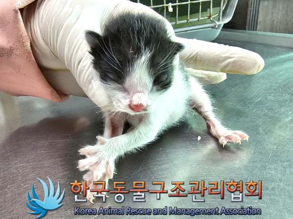 공고 번호가 서울-성동-2024-00028인 한국 고양이 동물 사진  