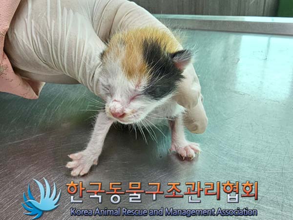 공고 번호가 서울-성동-2024-00026인 한국 고양이 동물 사진  