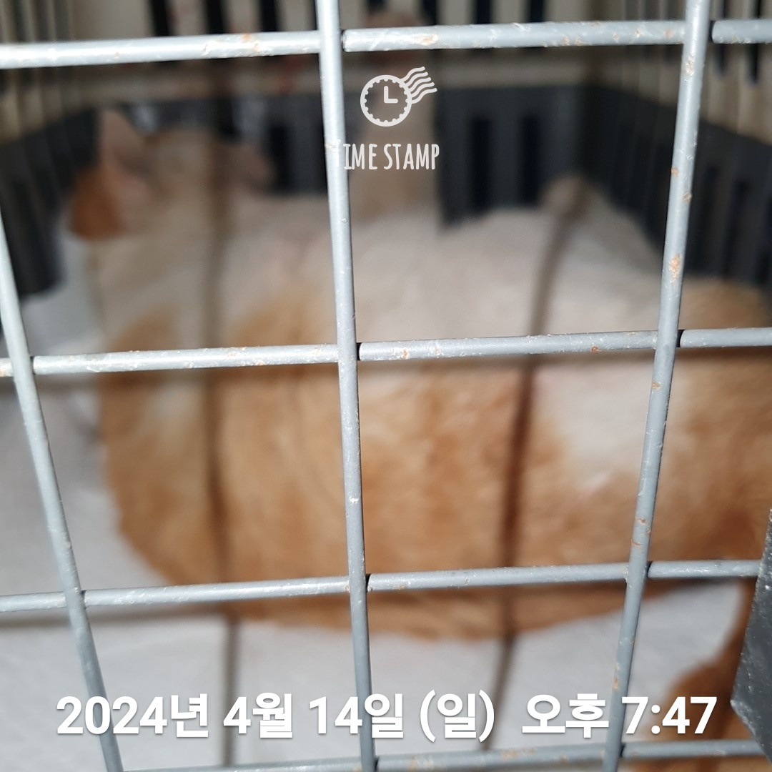 공고 번호가 울산-동구-2024-00037인 한국 고양이 동물 사진  