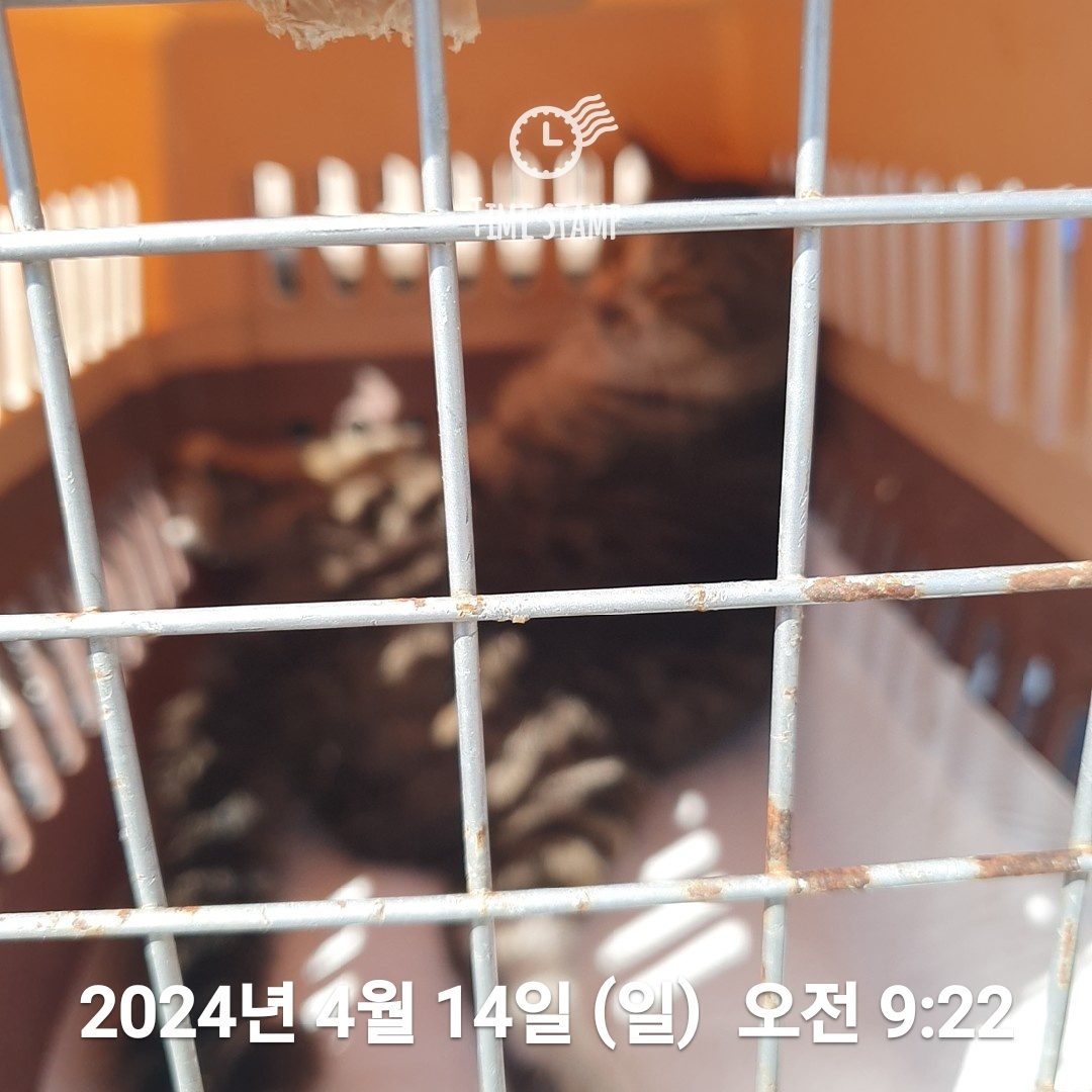 공고 번호가 울산-남구-2024-00103인 한국 고양이 동물 사진  