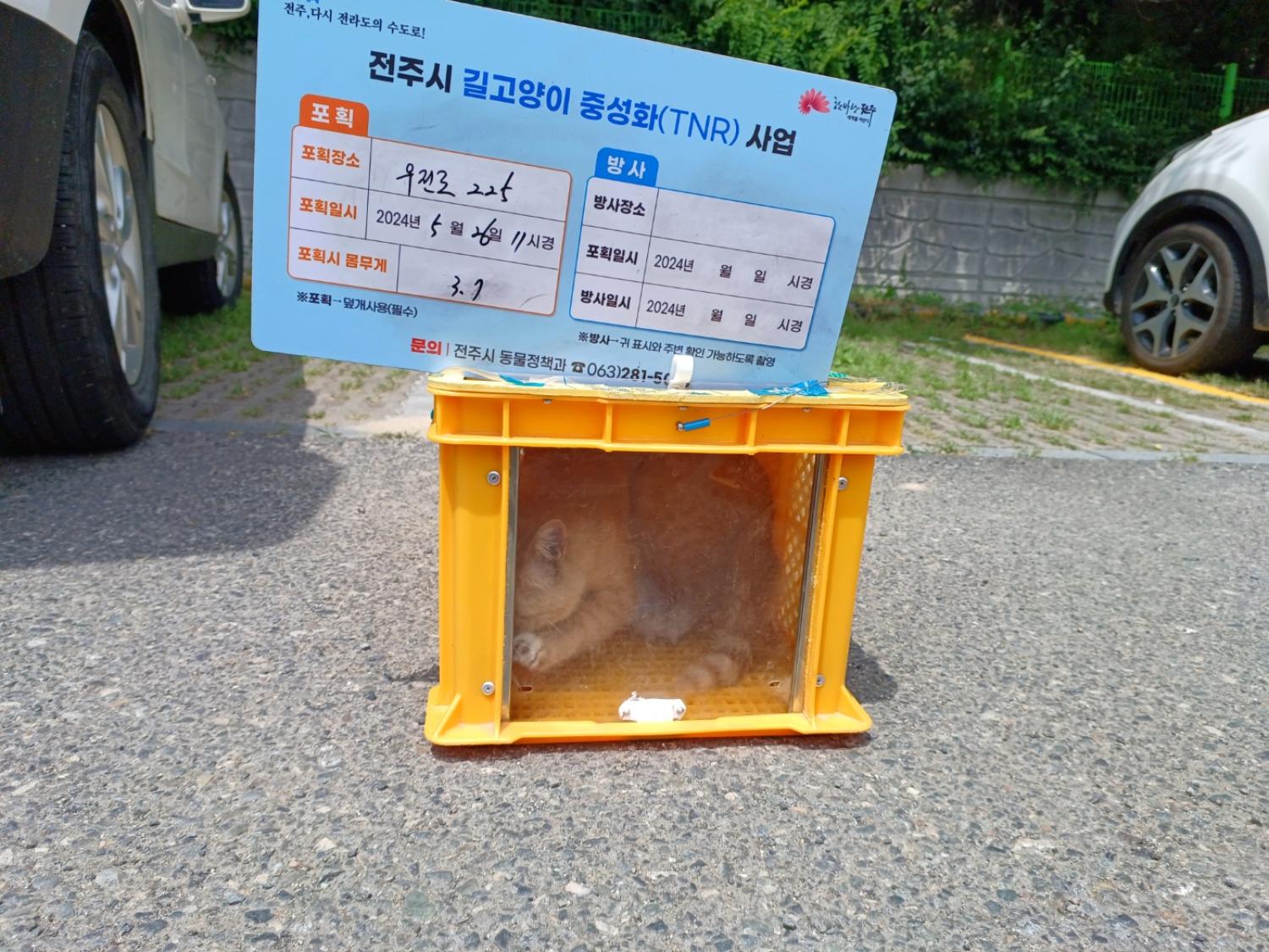 보호중동물사진 공고번호-전북-전주-2024-01166