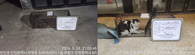 보호중동물사진 공고번호-인천-부평-2024-00214