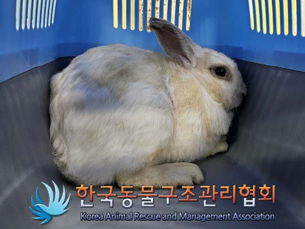 공고 번호가 서울-동대문-2024-00079인 기타축종 동물 사진