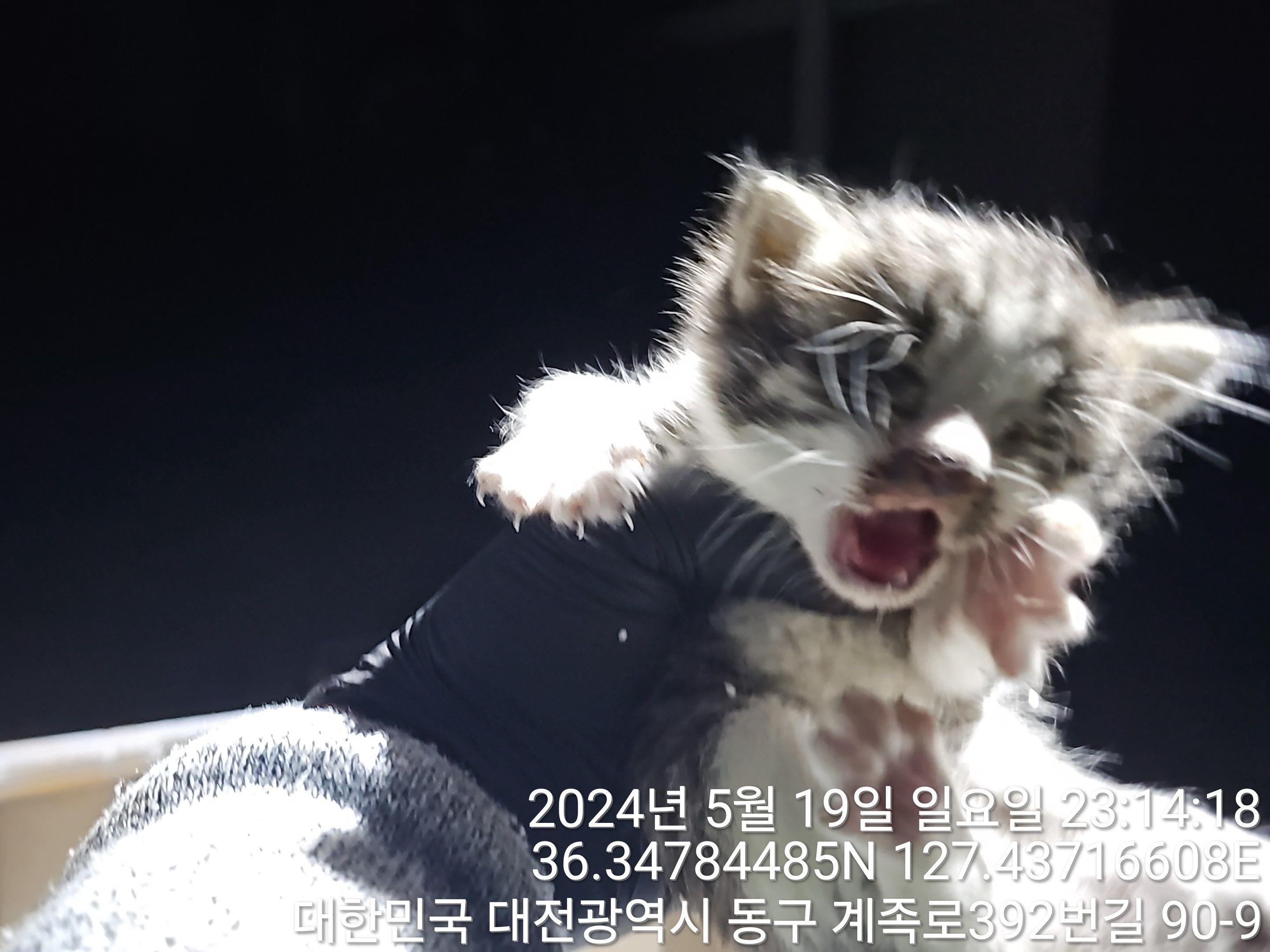 공고 번호가 대전-동구-2024-00137인 한국 고양이 동물 사진