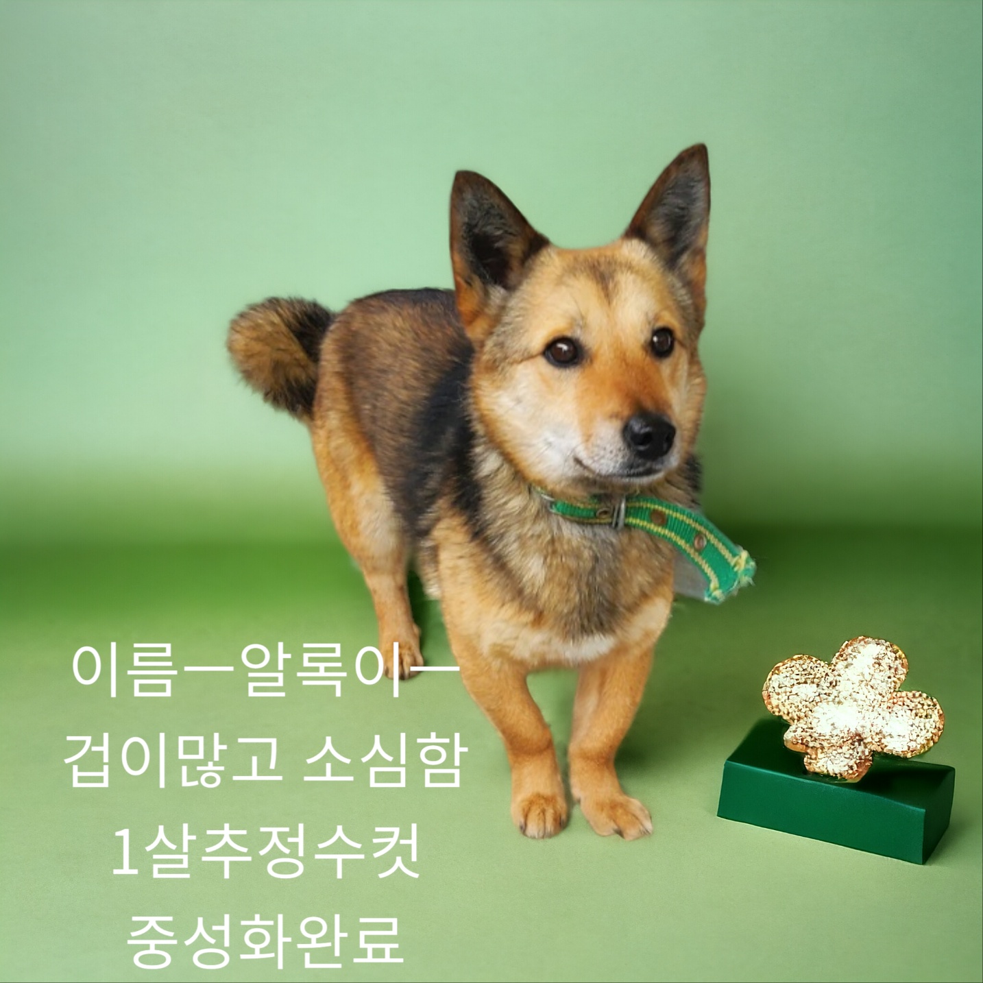 공고 번호가 경북-성주-2024-00167인 믹스견 동물 사진