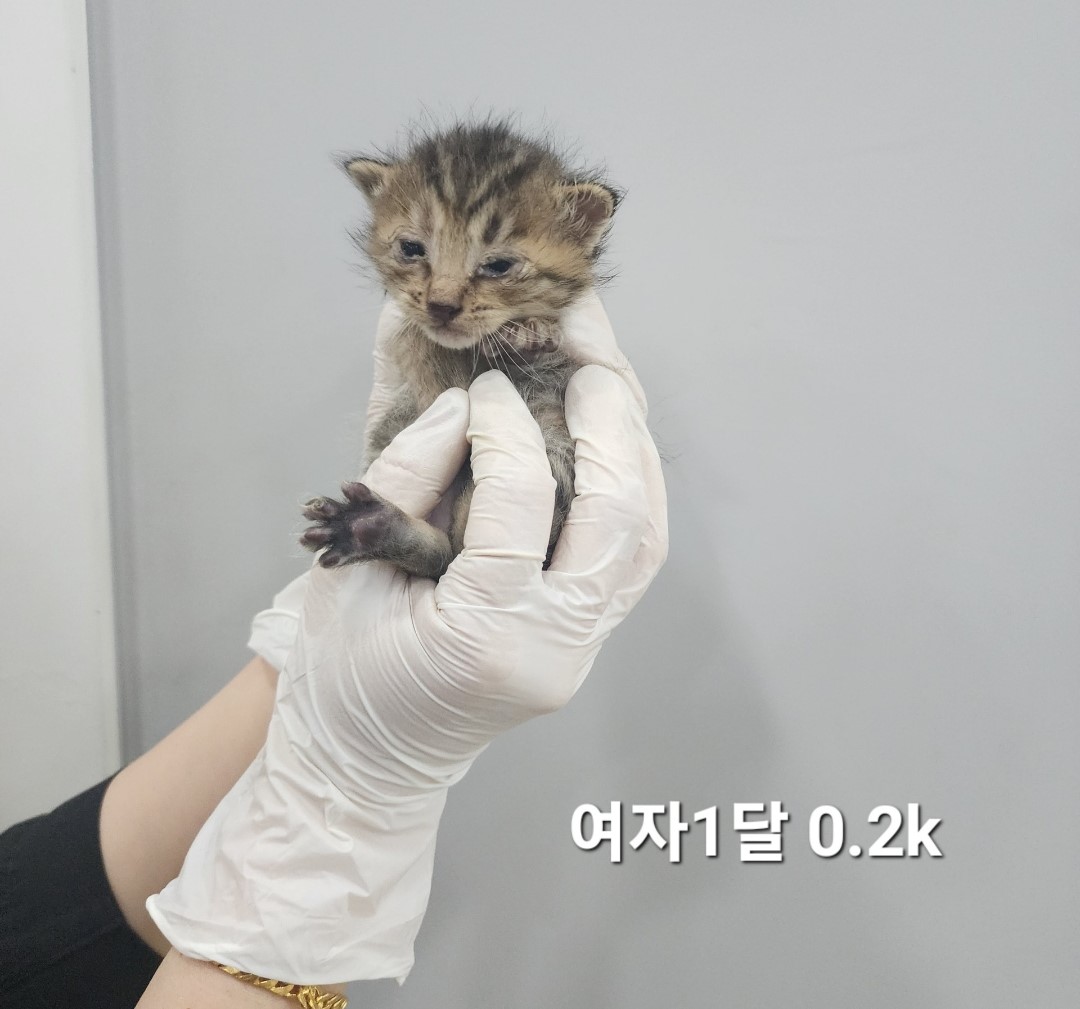 공고 번호가 충북-옥천-2024-00240인 한국 고양이 동물 사진