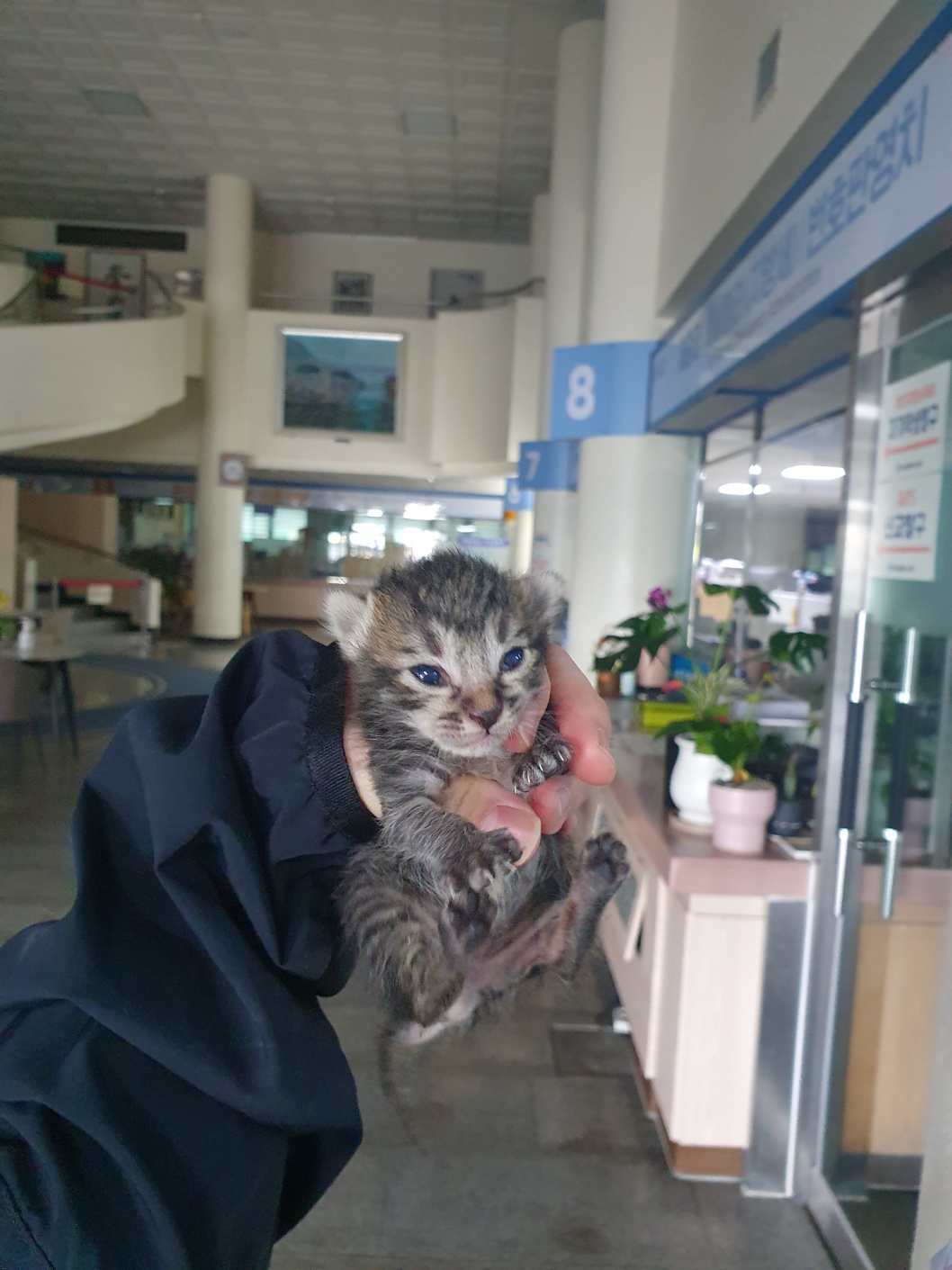 공고 번호가 부산-중구-2024-00062인 한국 고양이 동물 사진