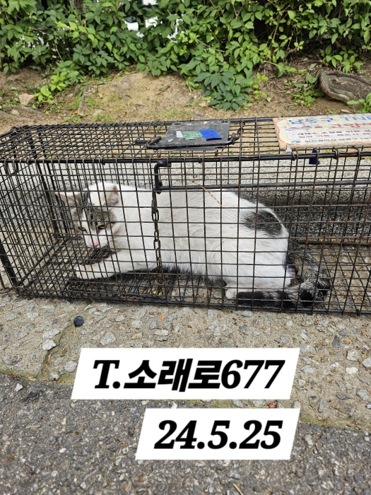 보호중동물사진 공고번호-인천-남동-2024-00324