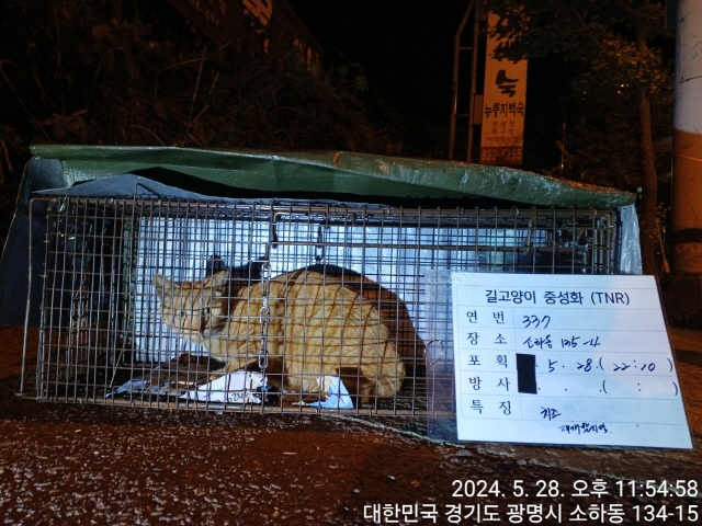 보호중동물사진 공고번호-경기-광명-2024-00334