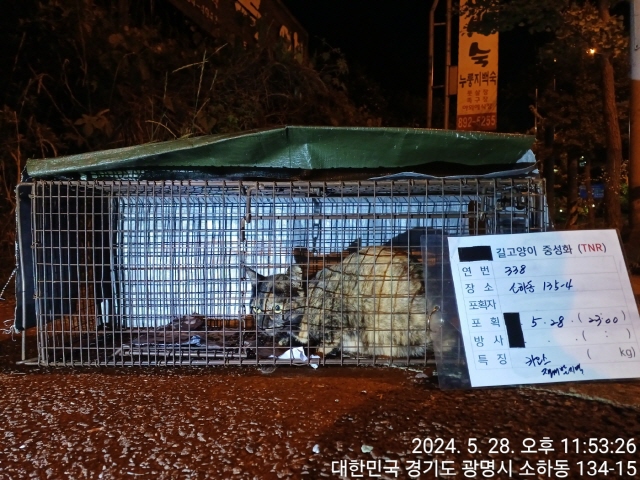 보호중동물사진 공고번호-경기-광명-2024-00335