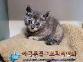 보호중동물사진 공고번호-서울-강서-2022-00148