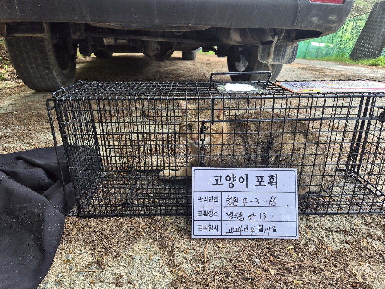 보호중동물사진 공고번호-경남-창원-2024-00412