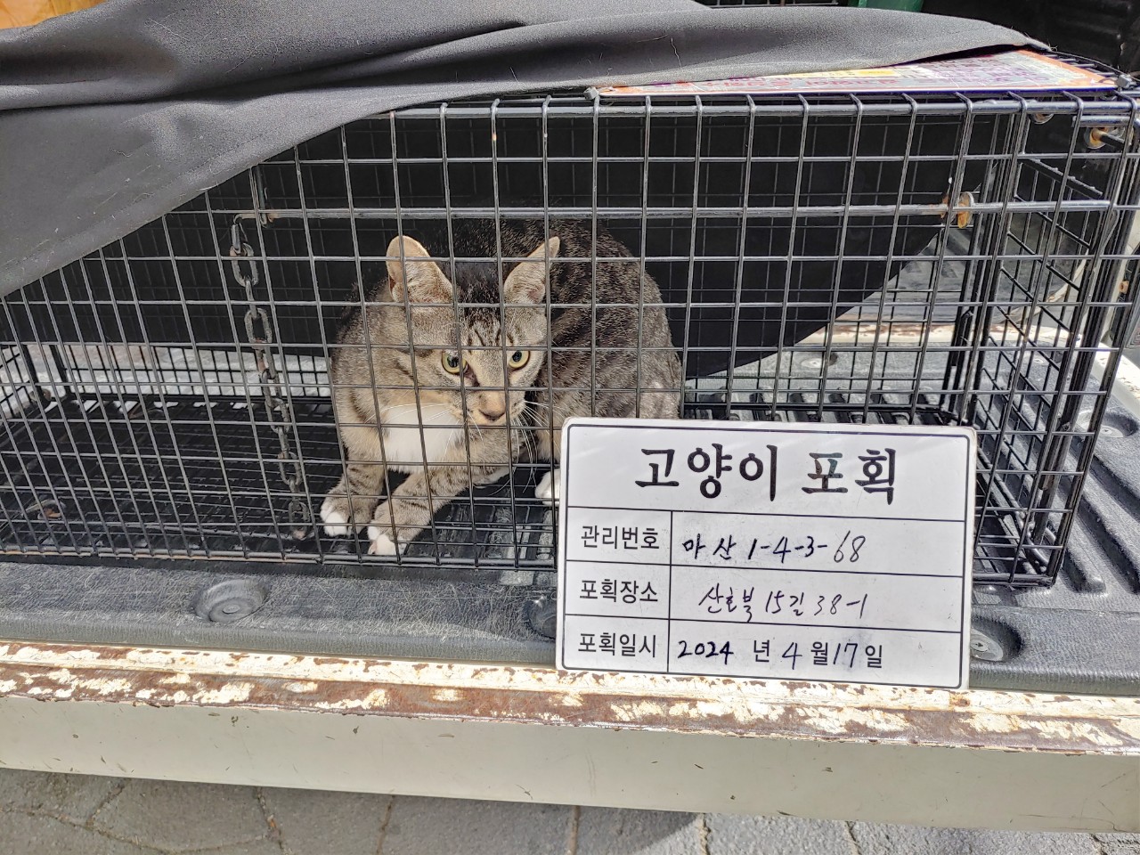 보호중동물사진 공고번호-경남-마산-2024-00521