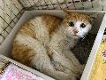 공고 번호가 광주-동구-2024-00057인 한국 고양이 동물 사진