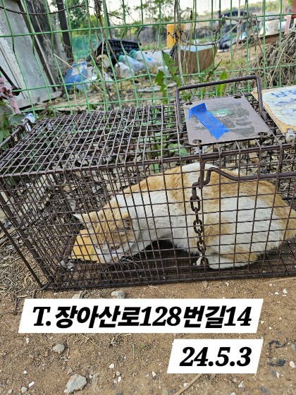 보호중동물사진 공고번호-인천-남동-2024-00272